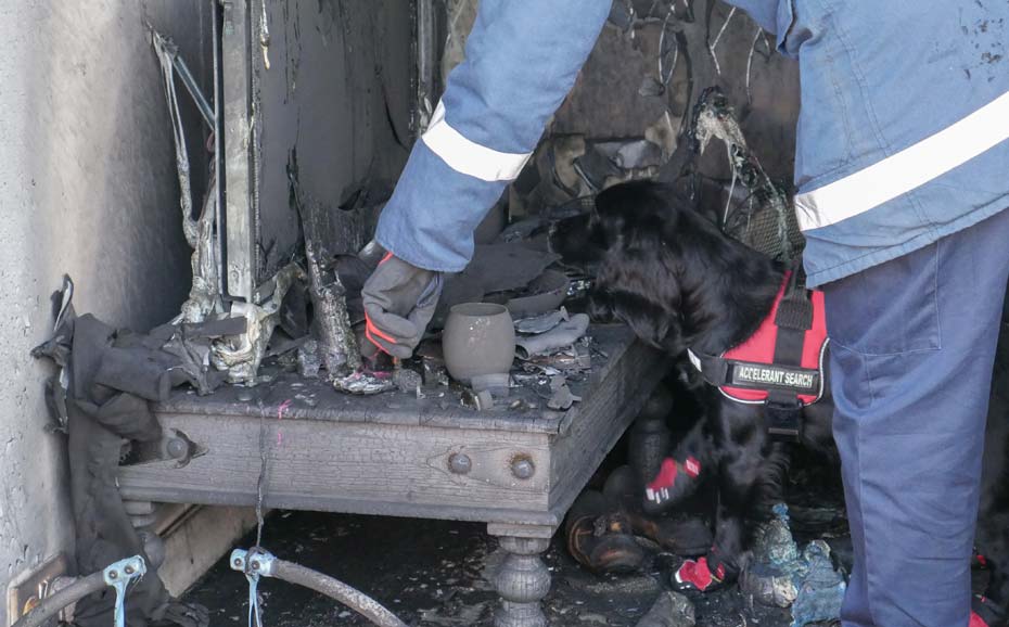 Training at a mock crime scene with a fire investigation dog