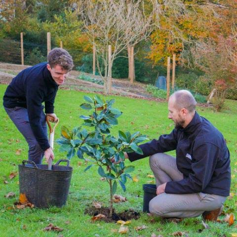 Climate Emergency tree planting 