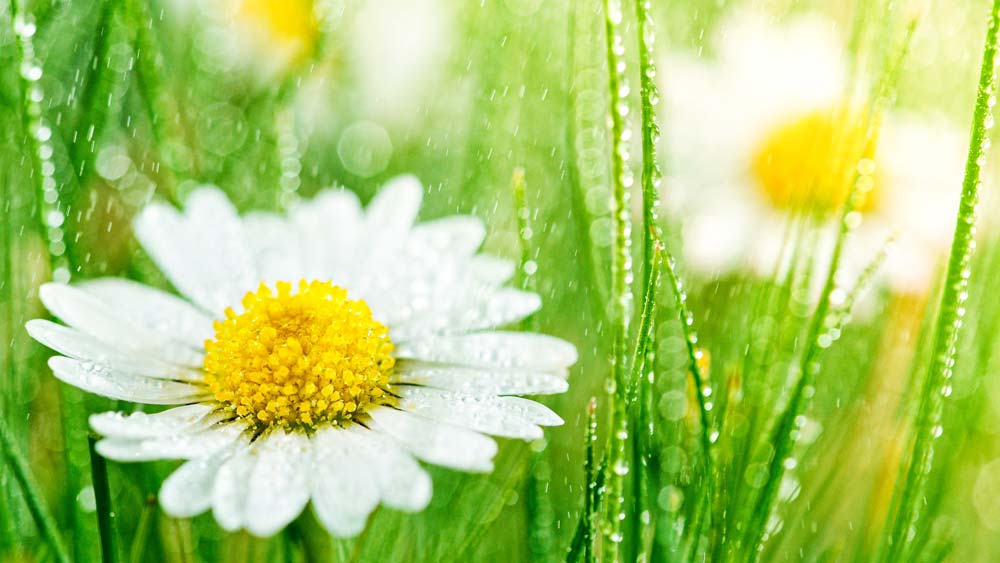 Close up of daisies in the grass