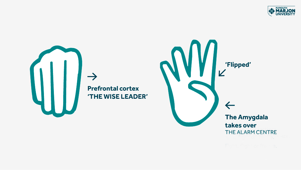 In the flipping the lid theory the clenched fist represents the wise leader which is the prefrontal cortex. The flipped up hand represents that all the areas of the brain are not in touch with one another, the Amygdala takes over, this is the alarm centre of the brian.