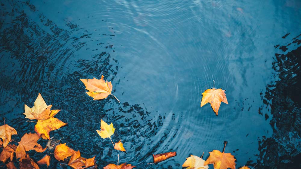 Autumn leaves float on the water