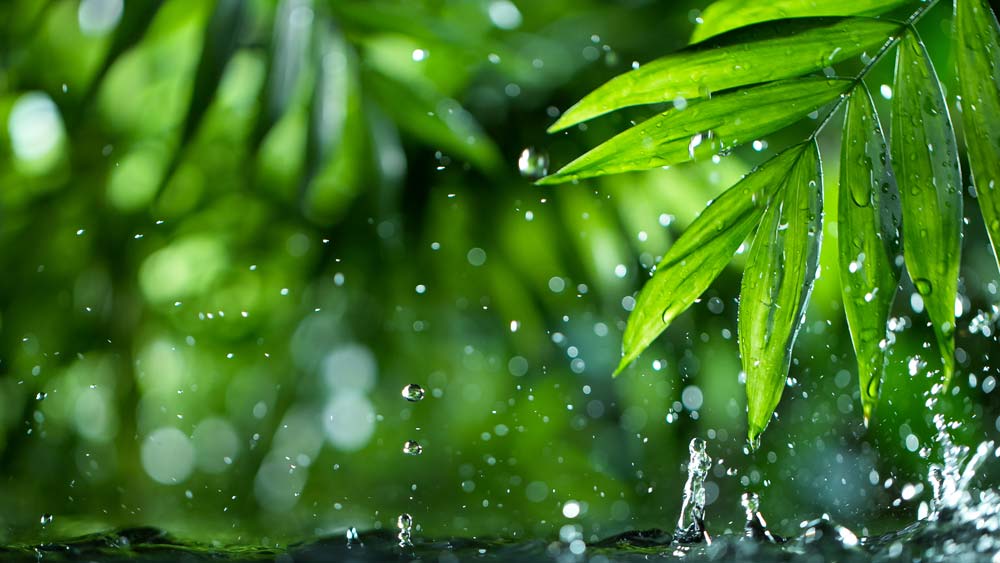 Close up of rain drops on leaves