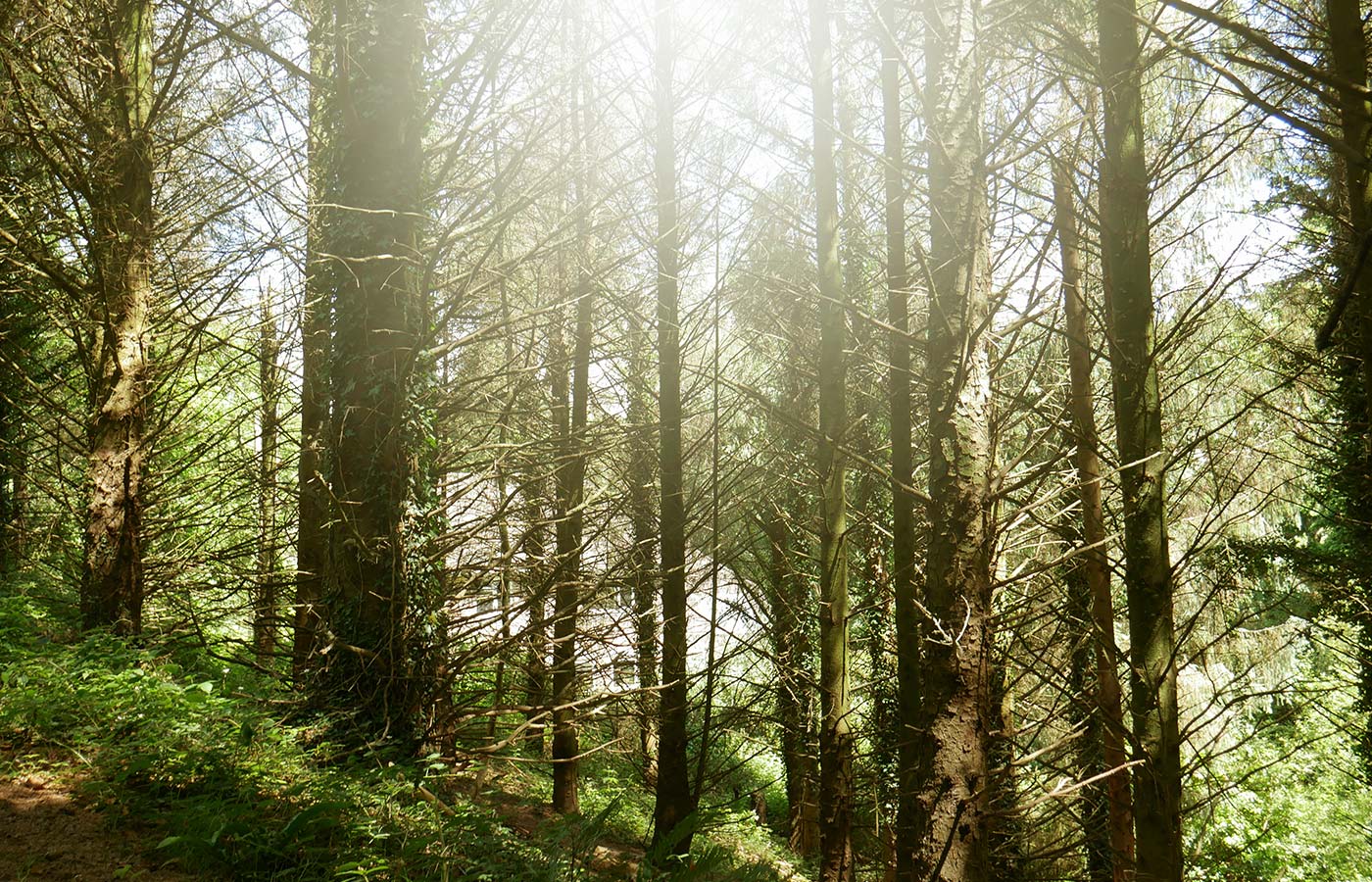 The sun shining through the trees in Marjon's woods