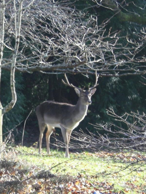 Deer in The Wood