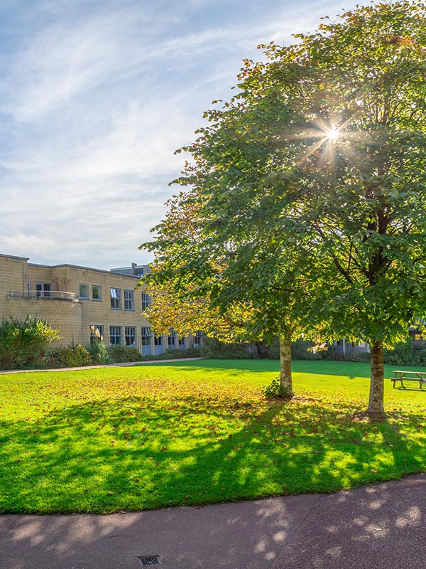 Trees in The Quad