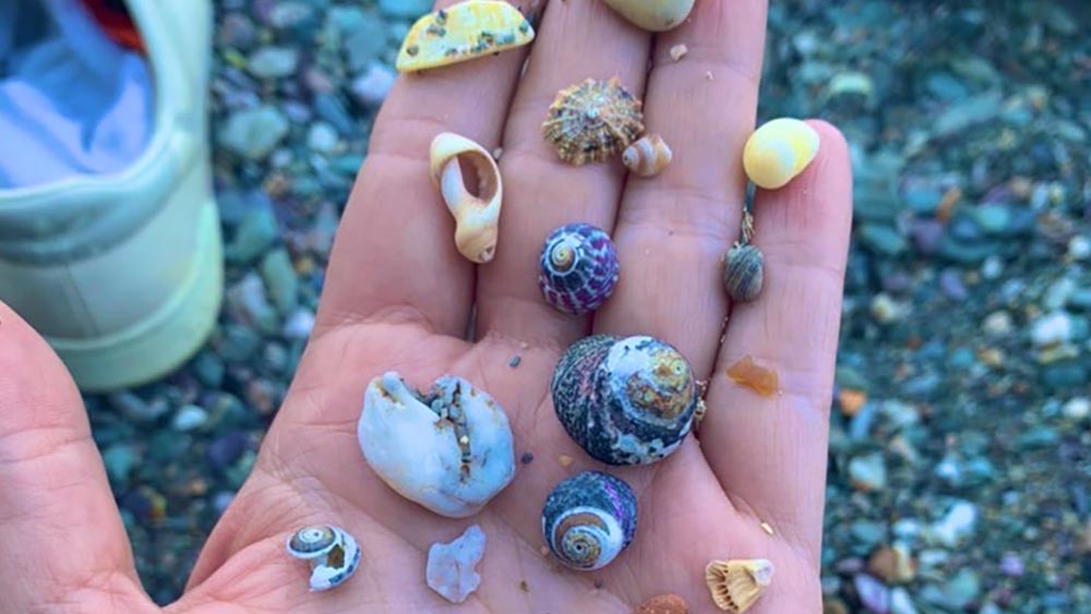 A close up image of a person's palm taken on a pebble beach. There are different brightly coloured shells, stones, and object carefully placed across their hand.