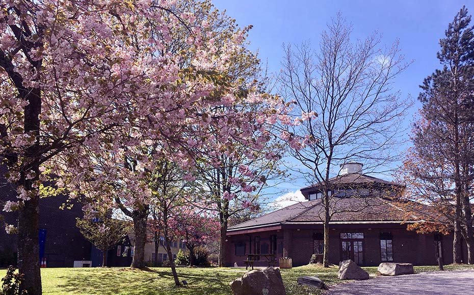 Trees in blossom by the chapel in the quad